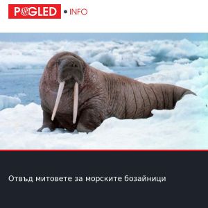 Отвъд митовете за морските бозайници