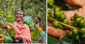 This Coffee Grows Under Forest Canopies in Odisha. Here’s How Koraput Built Its Own Brand