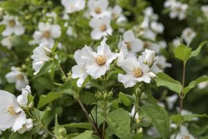 Les seringats (Philadelphus de leur nom savant), on ne s’en lasse pas, et pratiquement chaque jardin en abrite au moins un, pour leur facilité de culture et leur parfum.