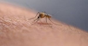 Abcarian: Mosquitoes are making Los Angeles summers a living hell