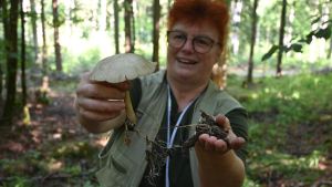 Die Pilzsaison hat begonnen! Wie Sie fast risikofrei Champignon, Perlpilz und Co. sammeln können