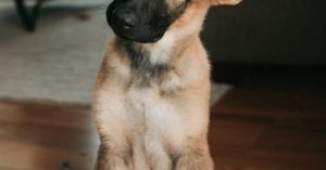 When Your Neighbor Has a Weapon for Dogs That You Can't Hear