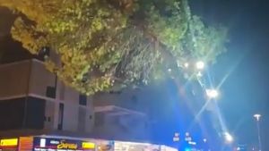 Bibione, pino pericolante in Corso del Sole: strada chiusa e deviazioni