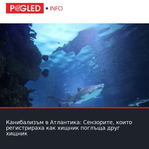 Канибализъм в Атлантика: Сензорите, които регистрираха как хищник поглъща друг хищник