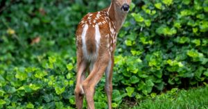 Do You Fawn?