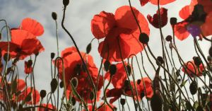 The Tall Poppy Problem: Why Excellence Often Faces Backlash