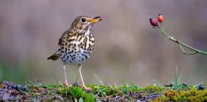 Pequeñas aves migratorias que plantan semillas a más de 500 kilómetros de distancia