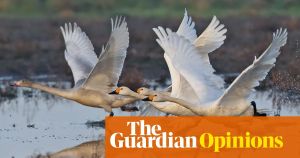 Exhausted by optimisation, I’m seeking solace in the past. As Sibelius’s swans soar skywards, so do my spirits
