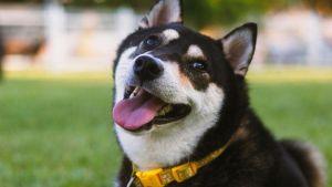 Perro