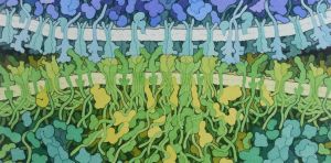 Comment le système immunitaire constitue une empreinte unique à chaque être humain – et ce que la décrypter pourrait changer en santé