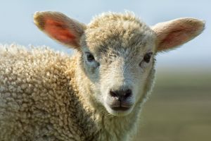 The story behind rising red meat costs