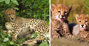 India’s Cheetah Count Reaches 56 as KGP12 Gives Birth to 4 Cubs at Kuno