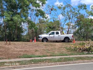 Denuncian deforestación