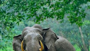 ജീപ്പിന്റെ മുന്നിൽ വഴിമുടക്കി മൂടോടെ ഇളക്കിയിട്ട മുള, അതിനു പിന്നിലായി പാതി ഇരുട്ടിൽ ചെമ്മണ്ണിൽക്കുളിച്ച് ഭയാനകരൂപം!