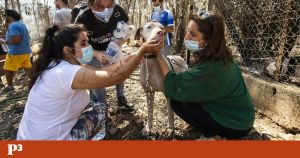 Animais na Protecção Civil: da lei à realidade