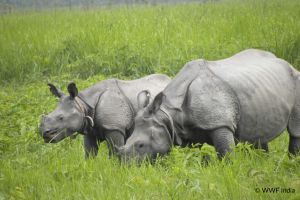 After Surviving Poaching and War, Why Are Manas' Rhinos Facing the Slow Loss of Their Home?