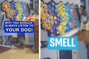 Australian Shepherd gets creative with ‘talk buttons’ to warn family of impending disaster