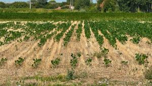 Pomodori a 13 euro al chilo, fagiolini a 15: il caldo fa raddoppiare i prezzi degli ortaggi nel Veneziano