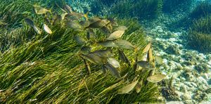 El Mediterráneo del Cabo de Gata está repleto de biodiversidad