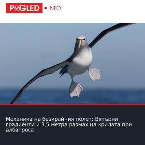 Механика на безкрайния полет: Вятърни градиенти и 3,5 метра размах на крилата при албатроса