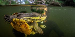 Two native turtles are vying to survive in a coastal Australian river. One doesn’t belong there