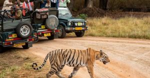 What the Tiger Would Ask of You, If It Could — A Guide for Winter Safaris