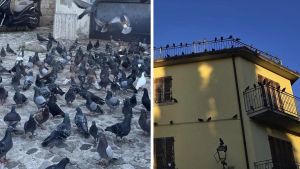 “Situazione invivibile”: guerra dei piccioni, piazza invasa e residenti disperati ad Ascoli