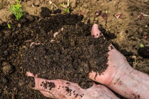 Simple advice to help gardeners protect plant health