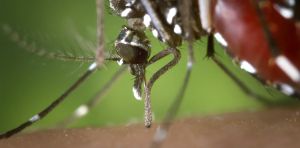 Moustique‑tigre : le changement climatique étend le risque de dengue à presque toute la France