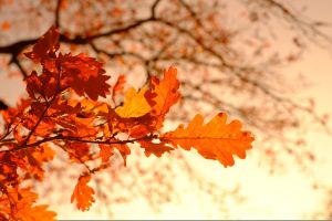 Fall Officially Begins Tonight With the Equinox, But Warmer Than Normal Temperatures Are Still Expected