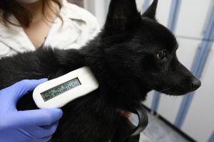 Белый Бим по новым тарифам: за выброшенного друга предложили штрафовать на 50 тысяч