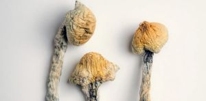 Psilocybin may help the brain recover from concussion, new study shows
