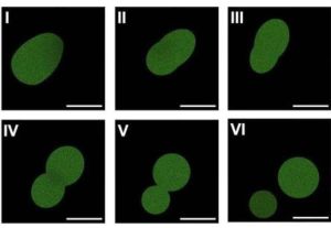 Células sintéticas, preguntas vitales