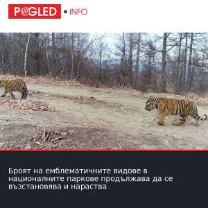 Броят на емблематичните видове в националните паркове продължава да се възстановява и нараства
