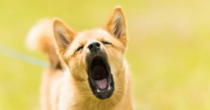 What Do We Do About a Barking Dog?