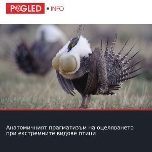 Анатомичният прагматизъм на оцеляването при екстремните видове птици