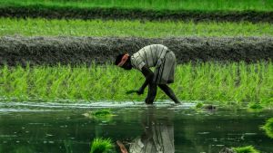 How much of your food spending actually reaches the farmer?