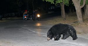 A Garbage Dump Can Teach Sloth Bears Where to Find Food; Here’s Why That Matters in the Nilgiris