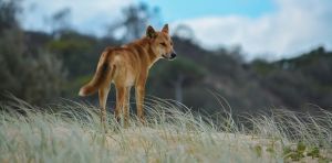 The dingo debate is heating up. How we manage these animals will determine their future
