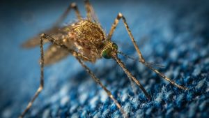 Disinfestazione antialare, il sesto ciclo