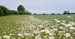 Farmers scramble for environment payments as £233m SFI fund emptied within six hours