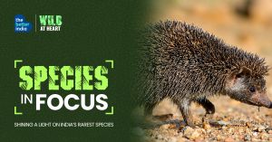 Most People Haven’t Heard of This Hedgehog. How a Tamil Comic Is Changing That