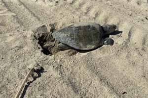 Endangered sea turtle lays eggs in Calif. for first time in recorded history