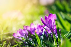 Beauty heralds the new season