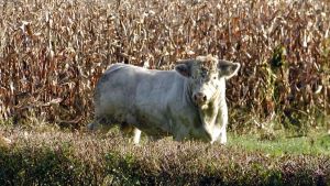 Tori abbattuti a Bomporto, animalisti valutano vie legali: “Erano solo spaventati, non feroci”