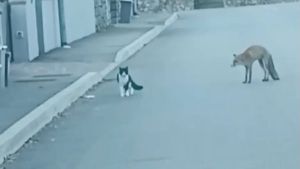 Il gatto e la volpe insieme a Tolmezzo: «Fauna selvatica in città»