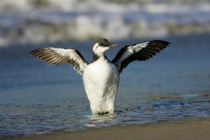 Here's why that Bay Area seabird can't fly home