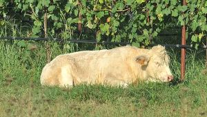 Fuga dei 50 tori a Pocenia, recuperati gli ultimi animali: catturati con veterinari e paramotore