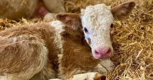 Award-winning farm shop welcomes new arrivals ahead of Cow Club's return