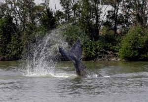 Humpback whale is headed west in the Delta toward San Francisco Bay